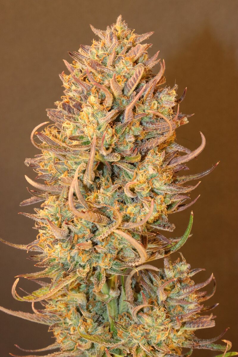 Apple Strudel Auto, Фасовка: 3, изображение 17